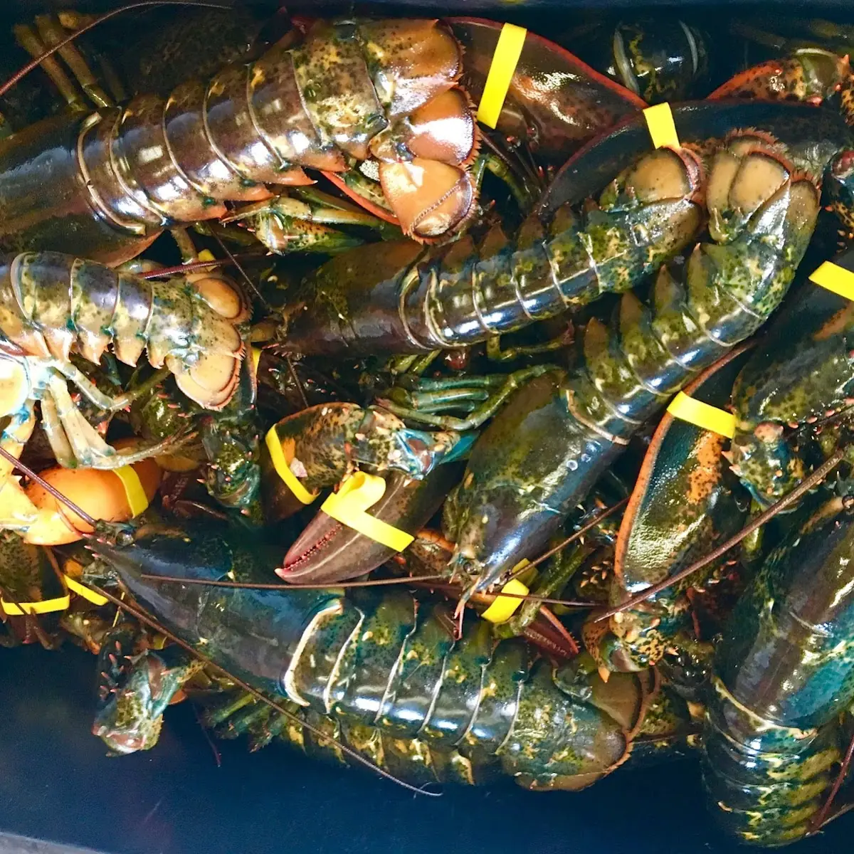 Fresh Caught NH Lobster