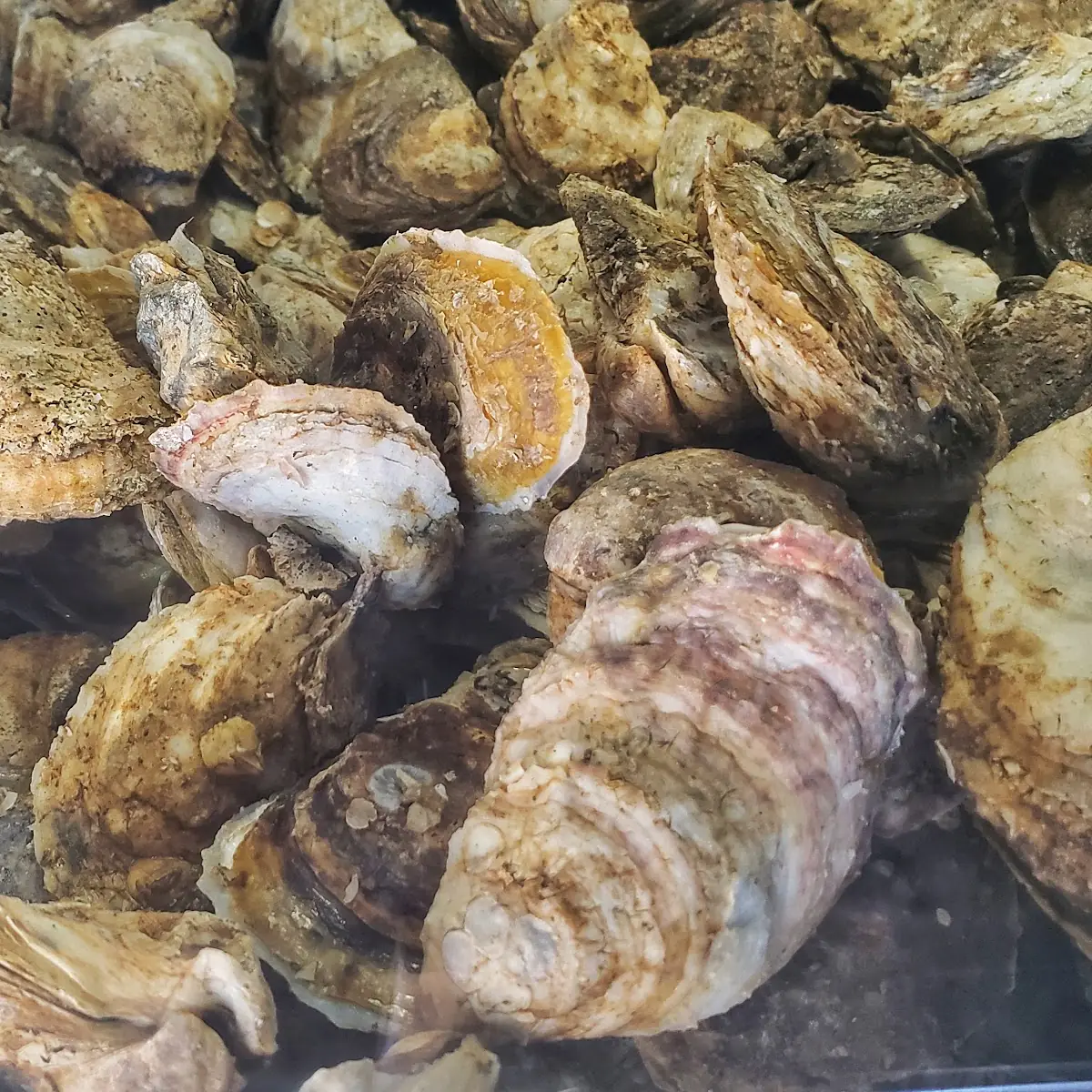 Oysters Ostiones En Su Concha