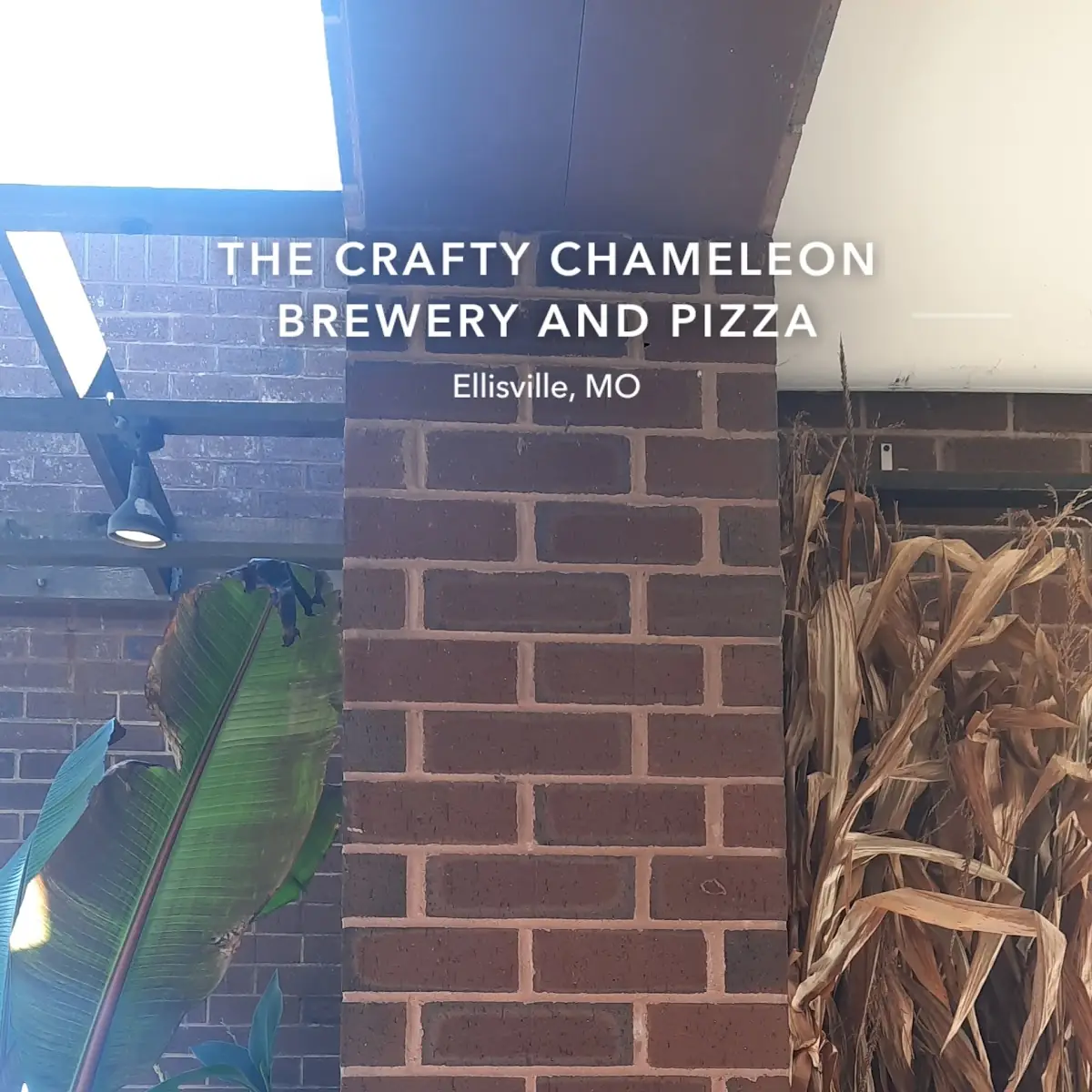 Brew Your Own Cheese Pizza