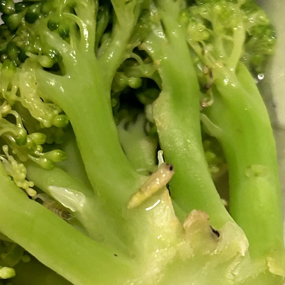 Fresh Steamed Broccoli