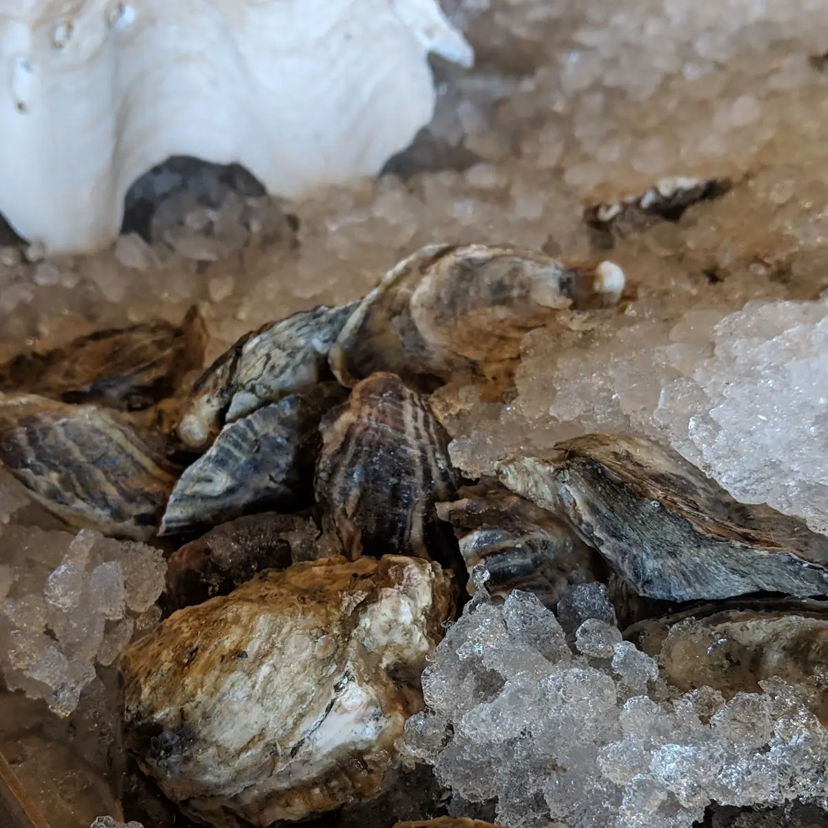 Raw Oysters