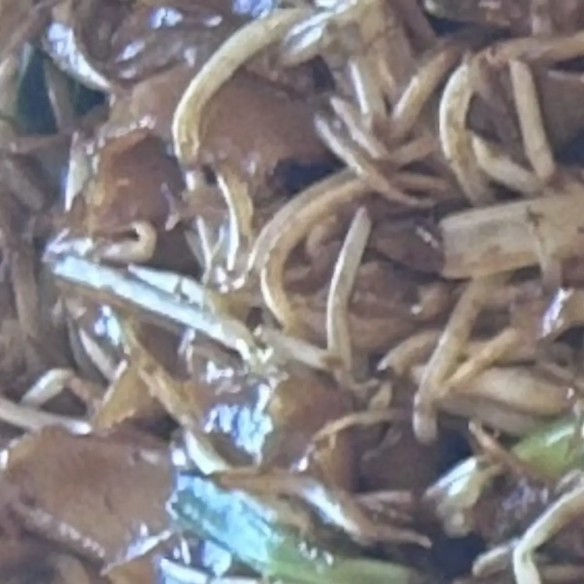 Chow Fun
