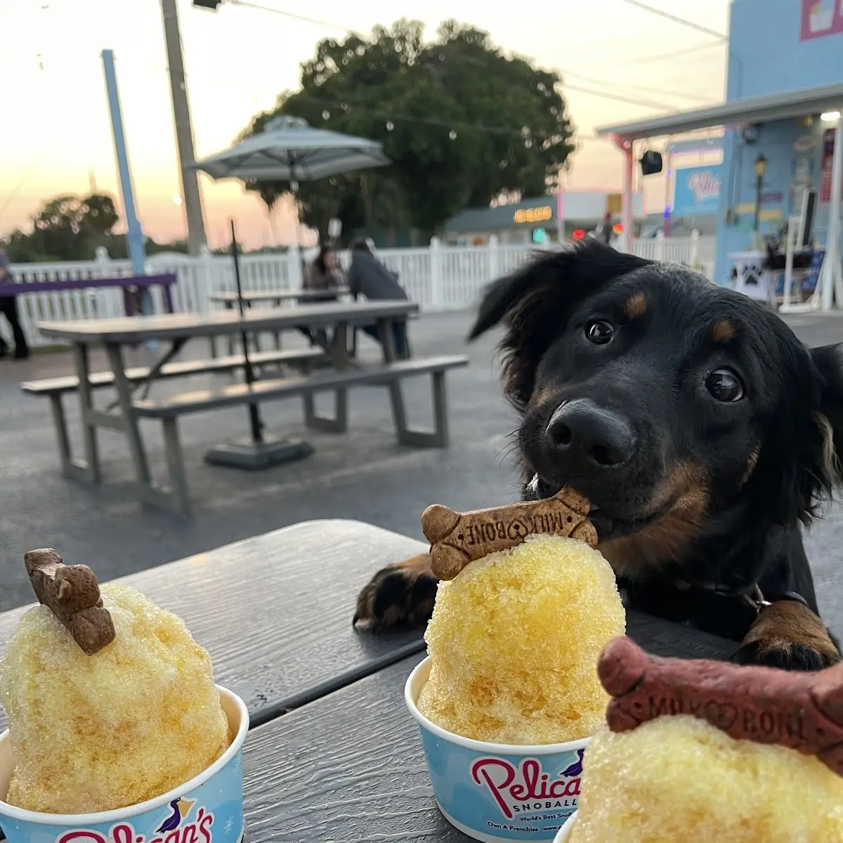 Shaved Ice