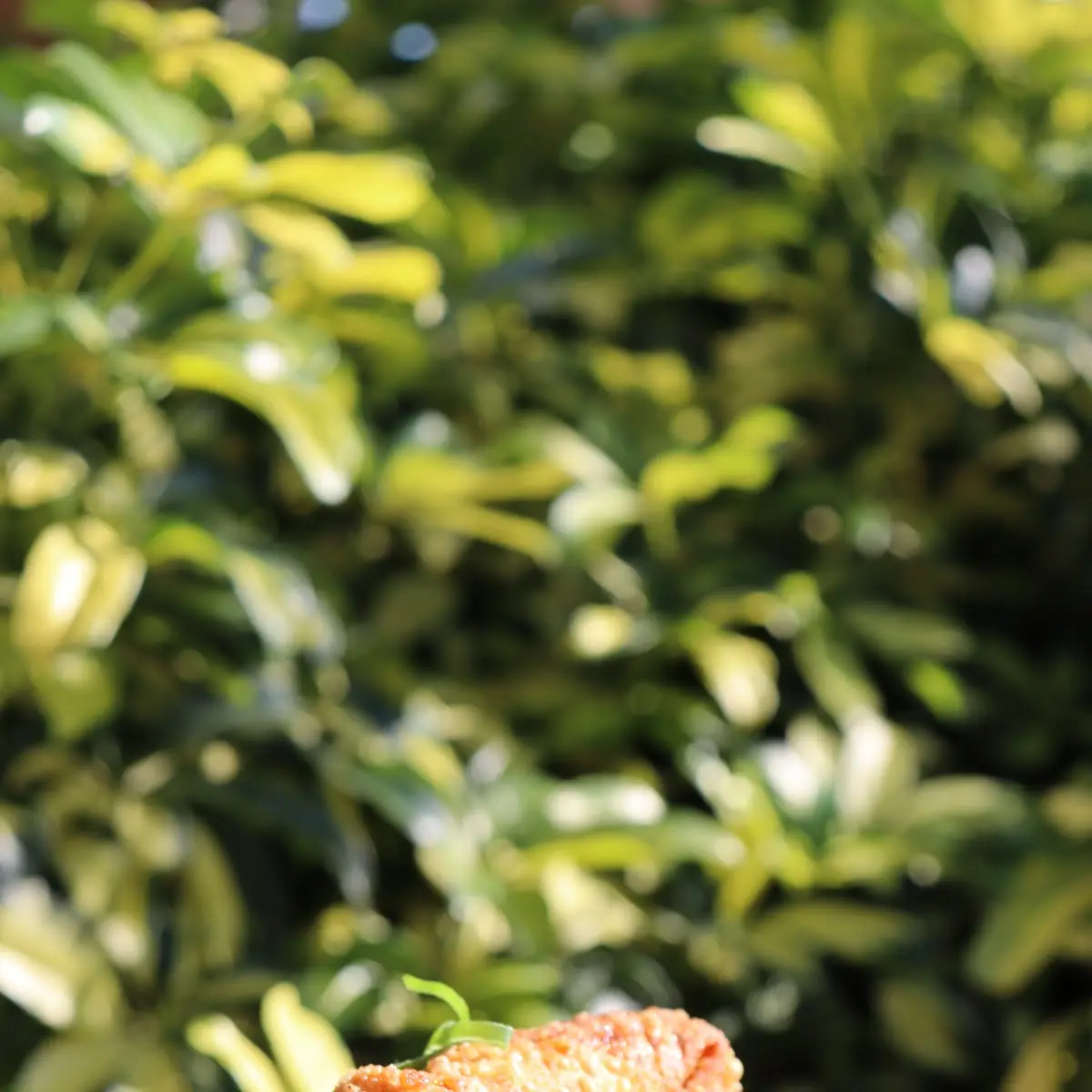 Crispy Vegetable Spring Roll