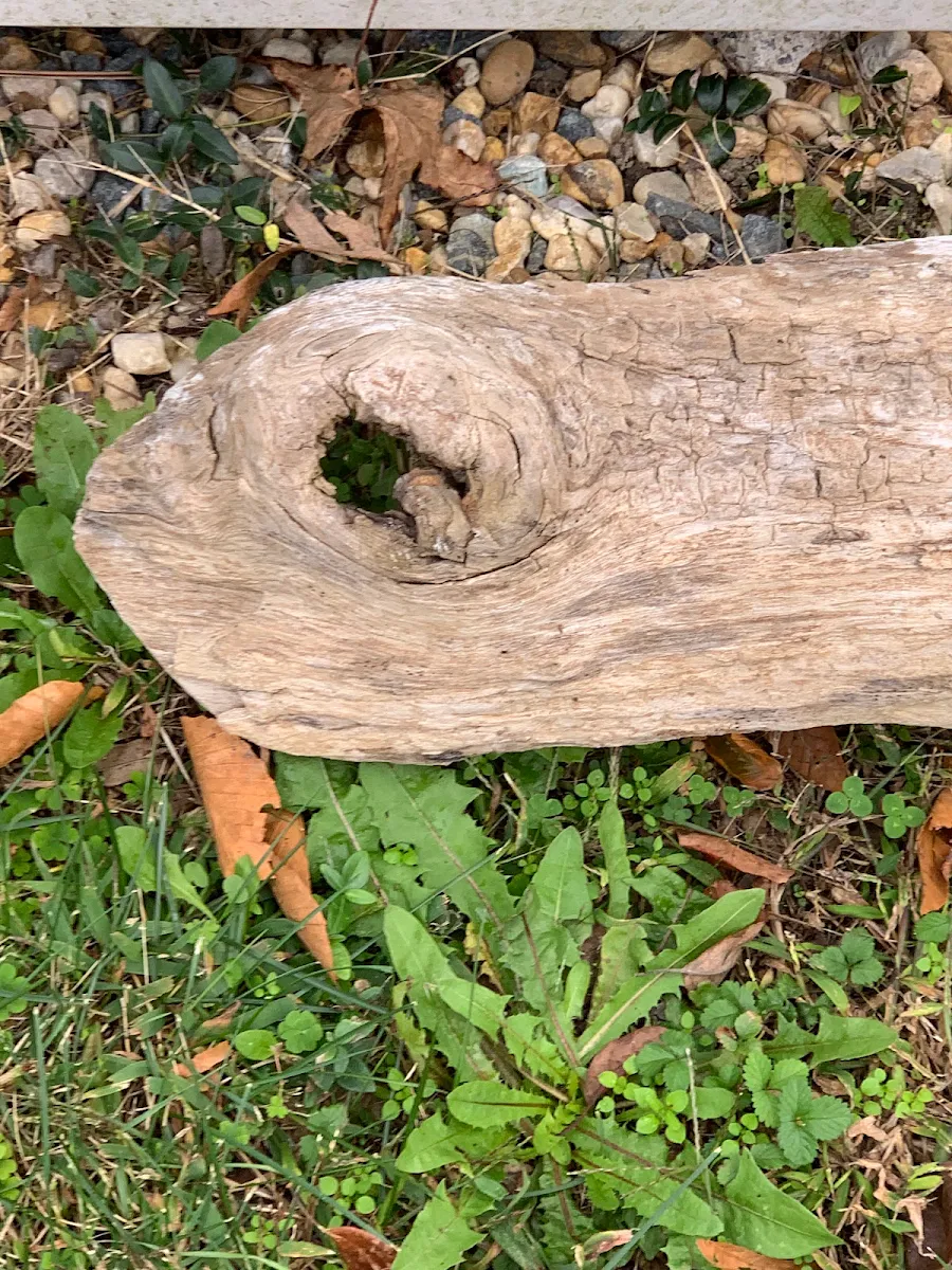 Turtle Soup Du Jour