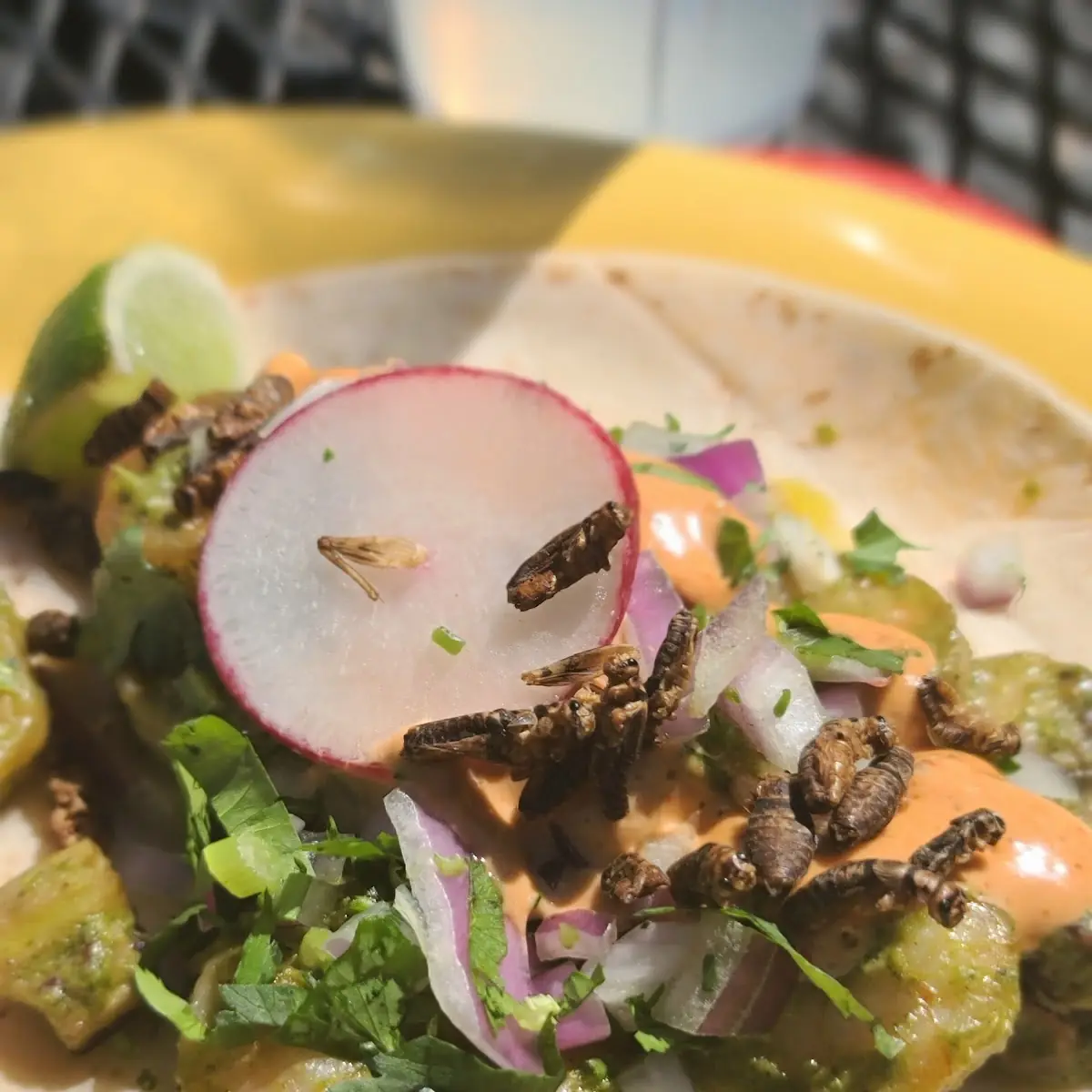 Shrimp Tacos with Crickets