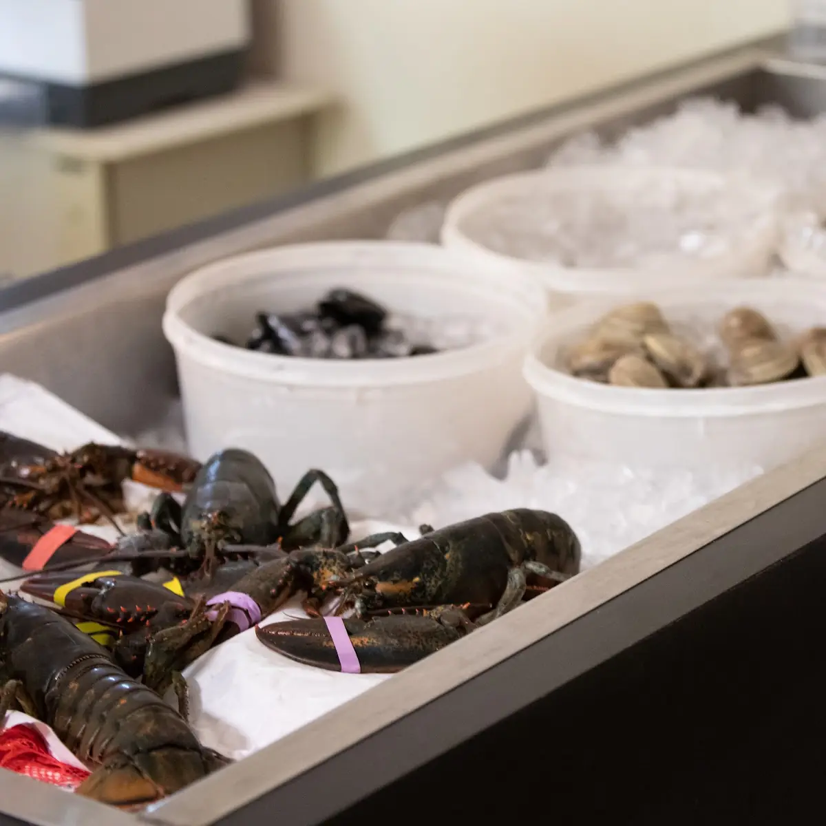 Whole Maine Lobster