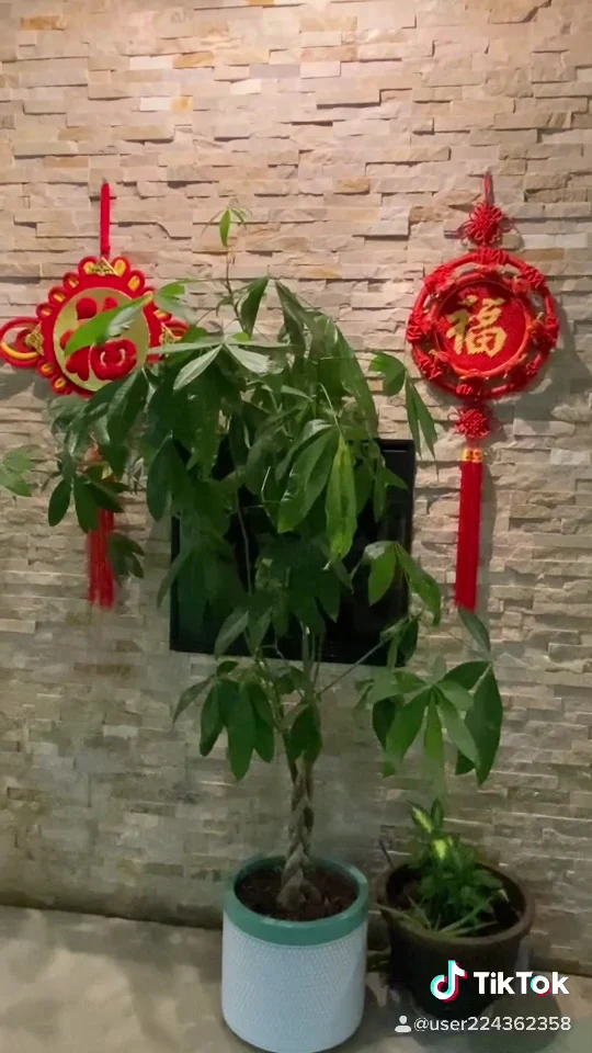 Vibe, Lucky 15 Restaurant
