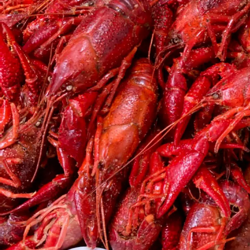 Tech Drive Crawfish