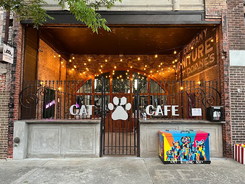 Boops & Beans Cat Cafe