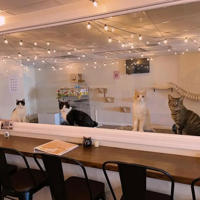 Good Day Cat Cafe (Tabby & Fidos)