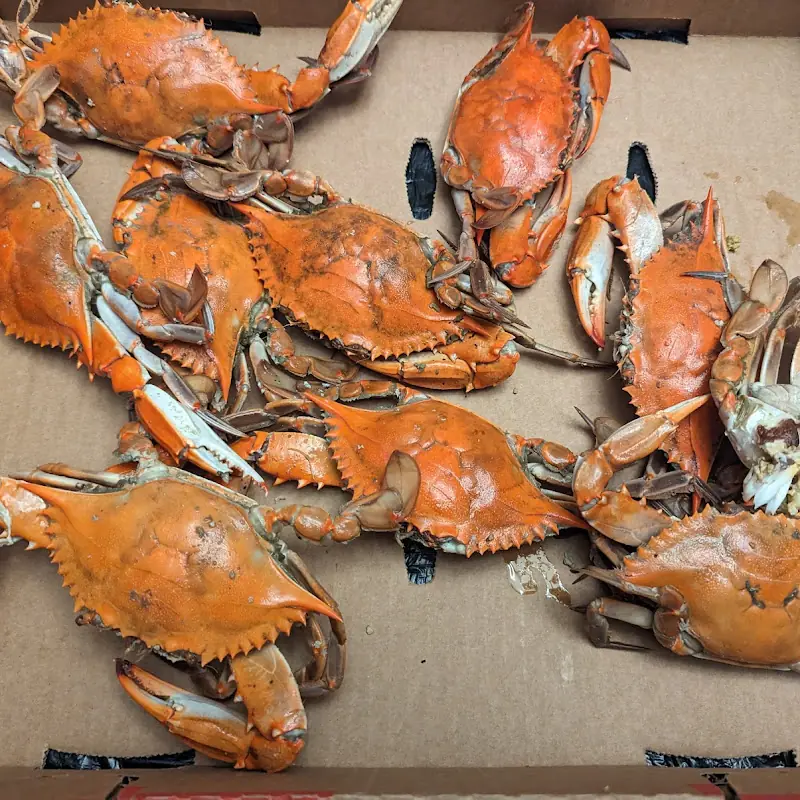 Shady Lady Seafood