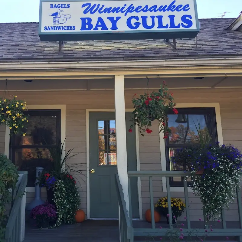 Center Harbor Bay Gulls