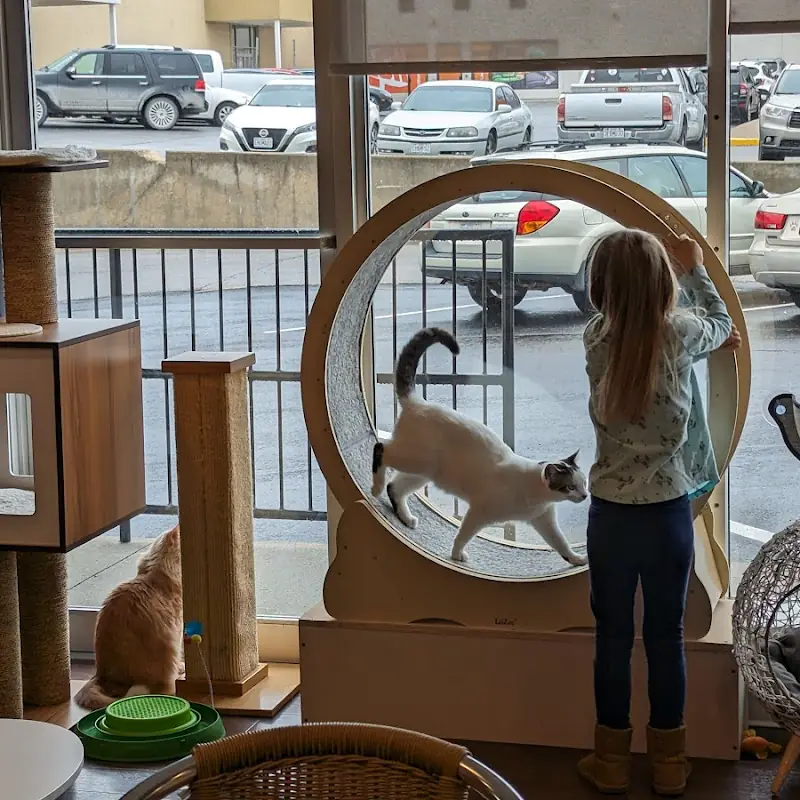 Bertha's Beans Cat Cafe