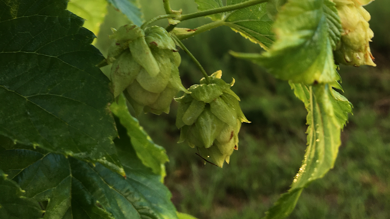 High Springs Brewing Company