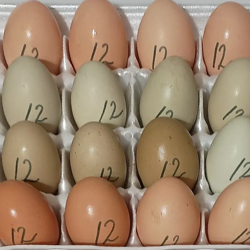 These EGGSellent Eggs