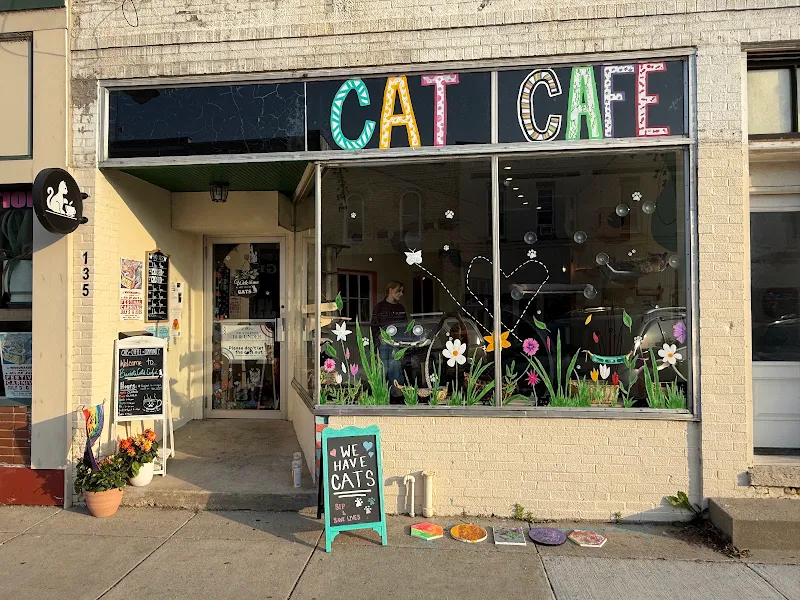 BaristaCats Café & Sanctuary for Wayward Cats