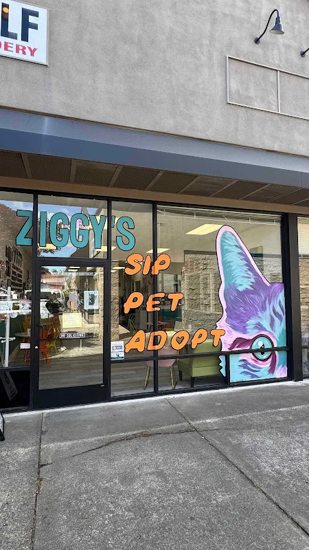 Ziggy's Cat Lounge