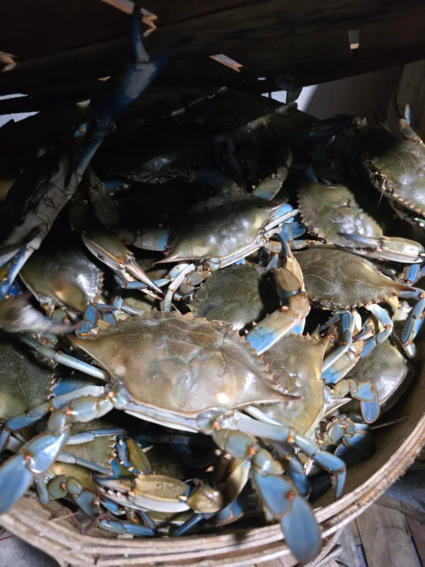 Karkinos Crabss