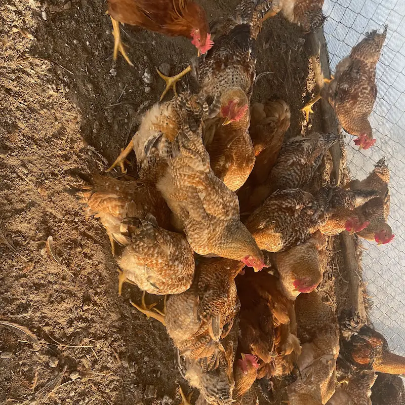 Pollos vivos