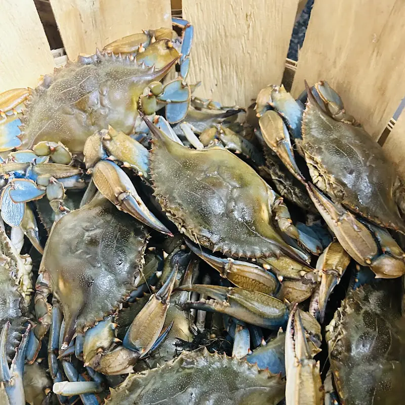 Nissi's Holy Crabs