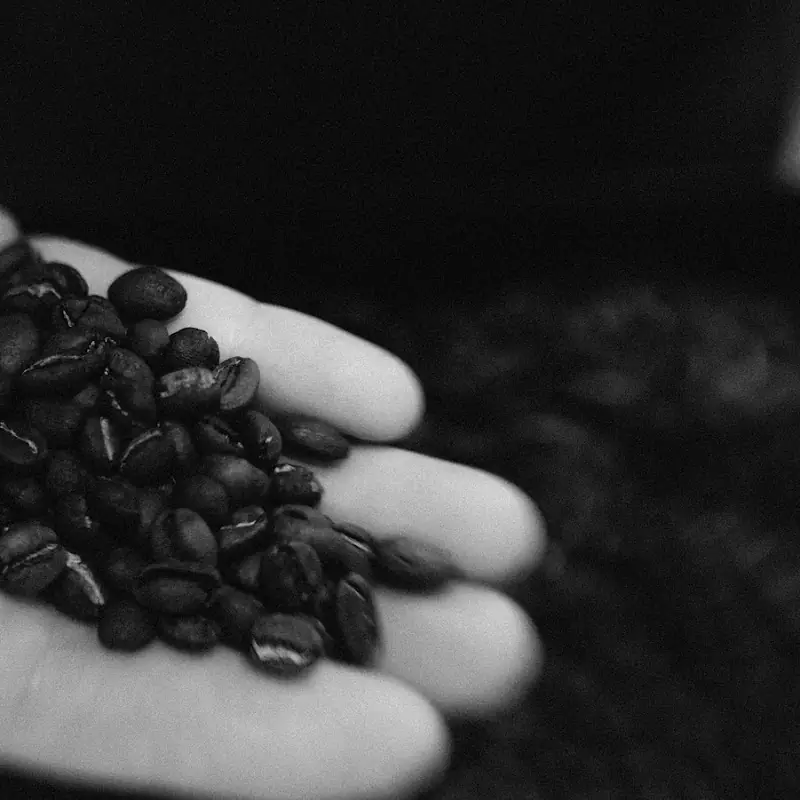 Meraki Roasting Co.
