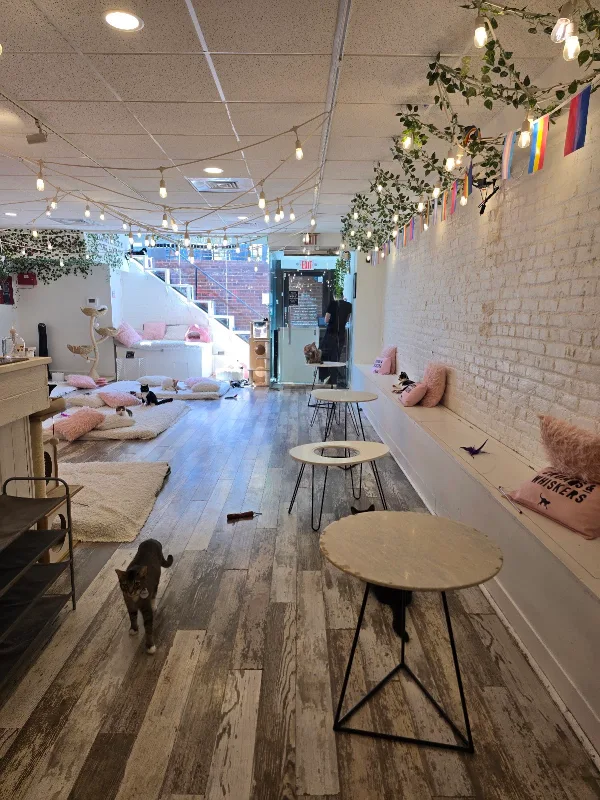 Crumbs & Whiskers | Kitten & Cat Cafe.