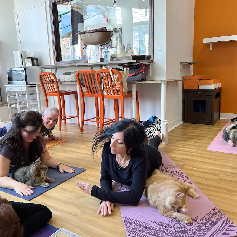 Mew Haven Cat Cafe
