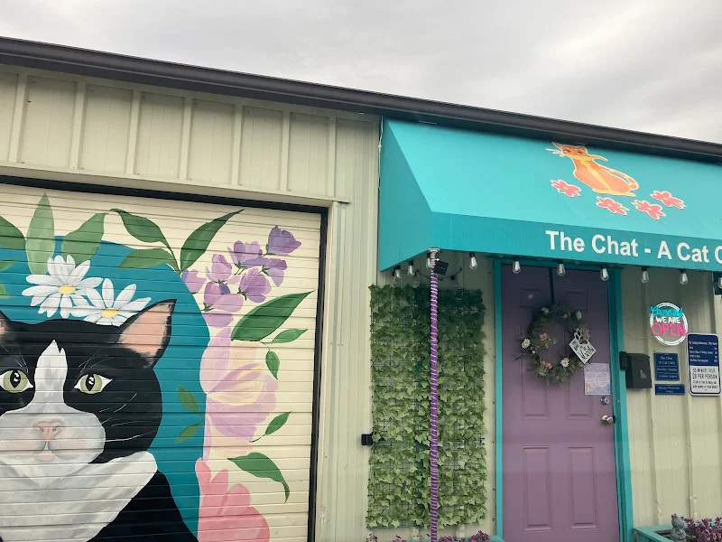 The Chat - A Cat Cafe