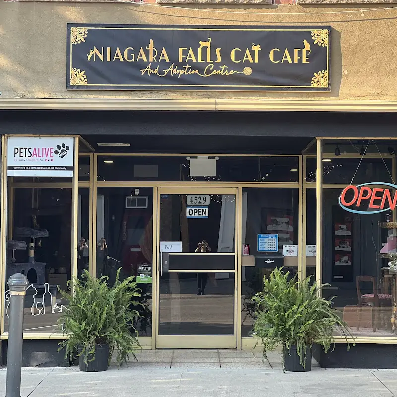 Niagara Falls Cat Cafe