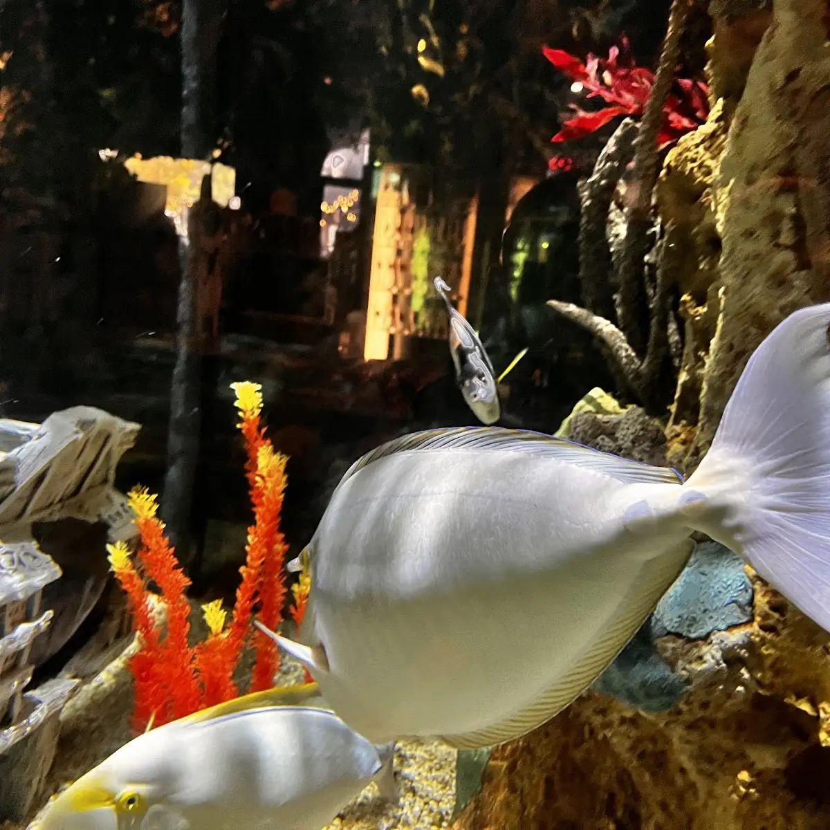 Food & drink, Rainforest Cafe Niagara Falls Canada
