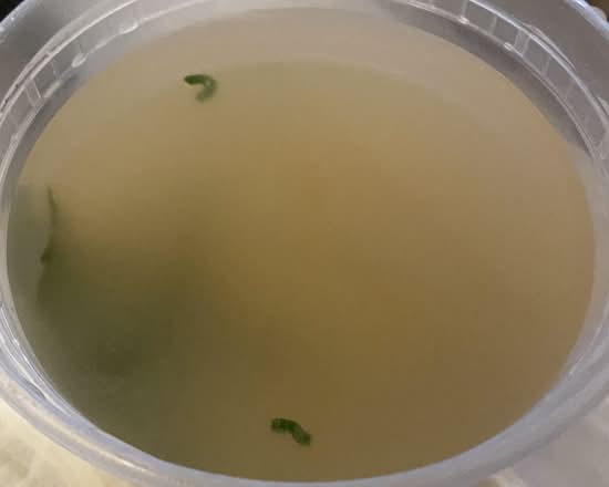 Miso Soup