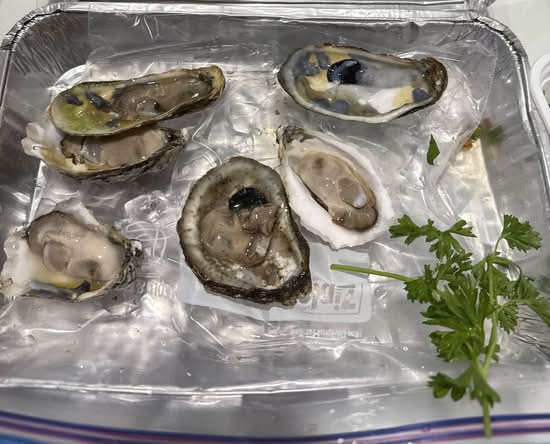 Oyster 1/2 Shell