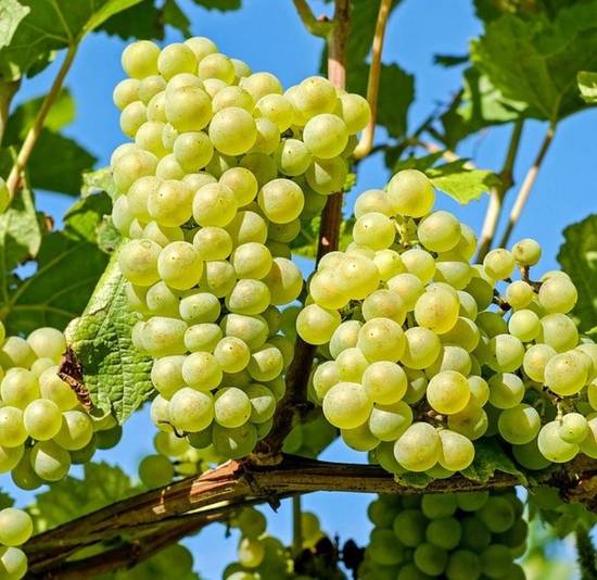 Chardonnay