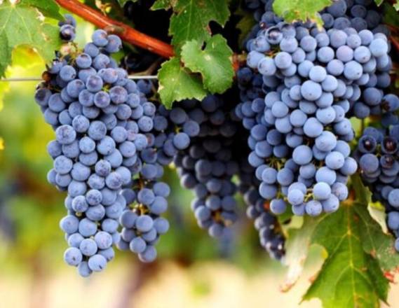 Cabernet