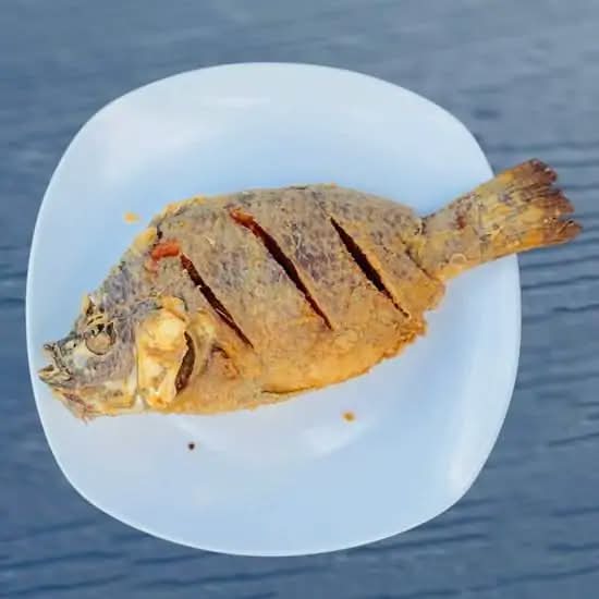 Tilapia