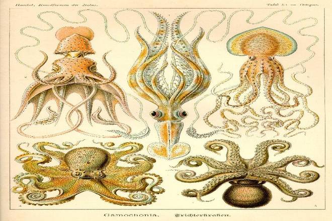 Kosmic Calamari