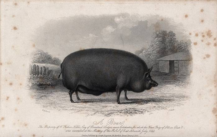 LECHON Kawali